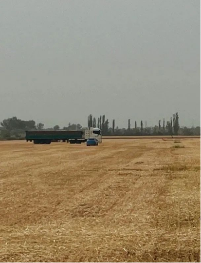 又是一年收獲季 共繪麥子豐收景