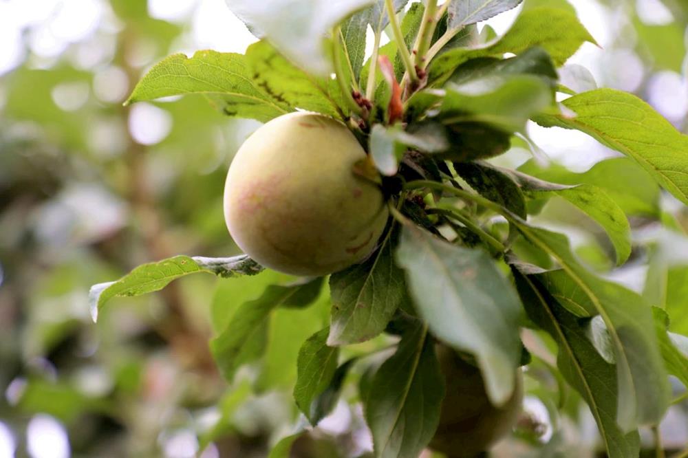 心連心·民生行丨愛心助農：從滯銷到暢銷的“甜蜜轉身”