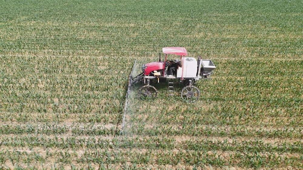 一團：1.5萬畝免耕復播玉米田間管理正當時 農技服務促豐收