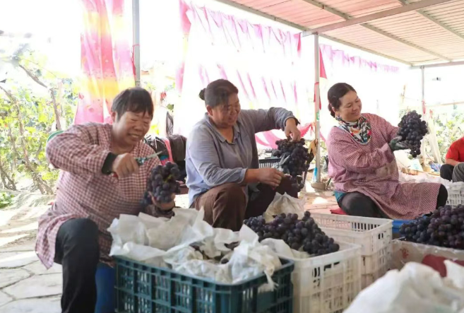 十二團(tuán)7連葡萄采摘季：碩果盈枝采收忙