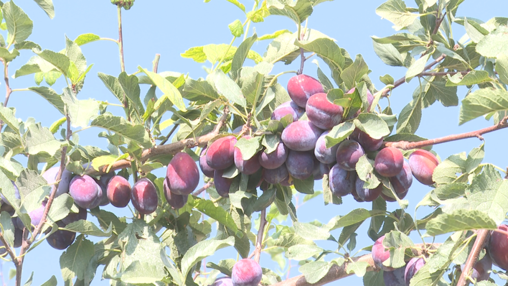 一團(tuán)西梅成熟果飄香 果農(nóng)采摘豐收忙