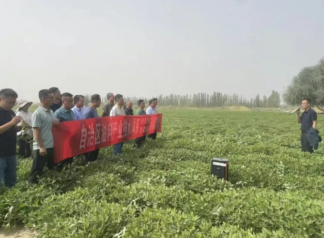 新疆兵團一師十二團12連：科技賦能，花生產業煥活力