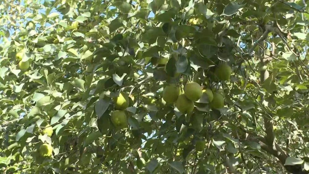 一團5600畝香梨喜獲豐收 共繪民族團結增收曲