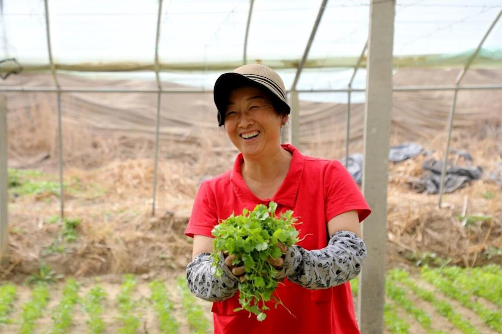 鄉(xiāng)村行·看振興丨閑置大棚變身“菜籃子”，十一團(tuán)三連蔬菜基地迎豐收！