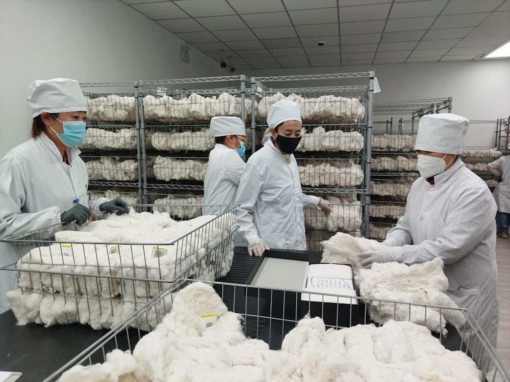 數智實驗室”自動化流轉系統入駐阿拉爾棉花公檢實驗室