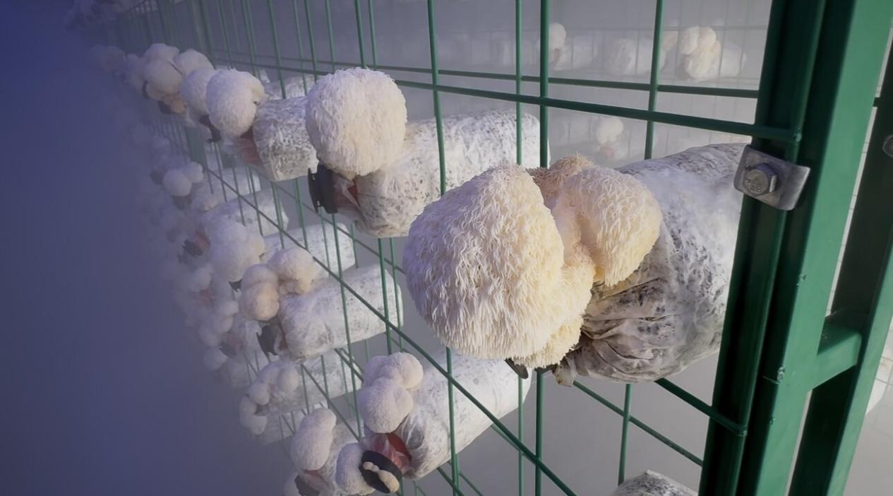 綠色能源驅動  點亮循環農業