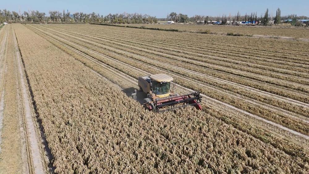 金色小米喜豐收 職工致富路更寬