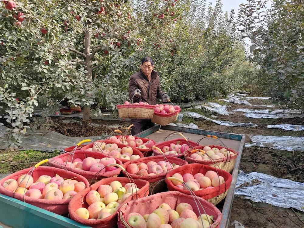 鄉村振興 | 金秋十月碩果盈枝 六團蘋果喜迎豐收