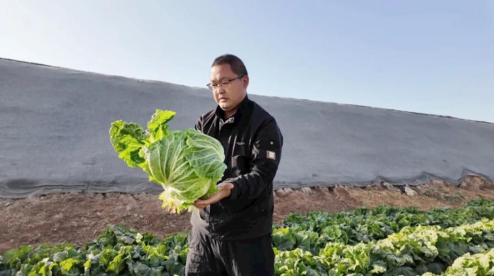 鄉村振興 | 巧用棚間空地“種”出額外收益