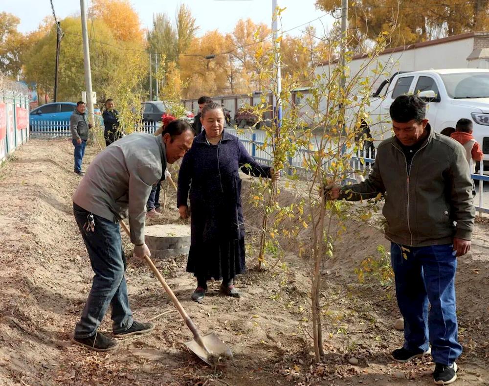 十一團三連開展植樹活動：植下的是希望，收獲的是團結