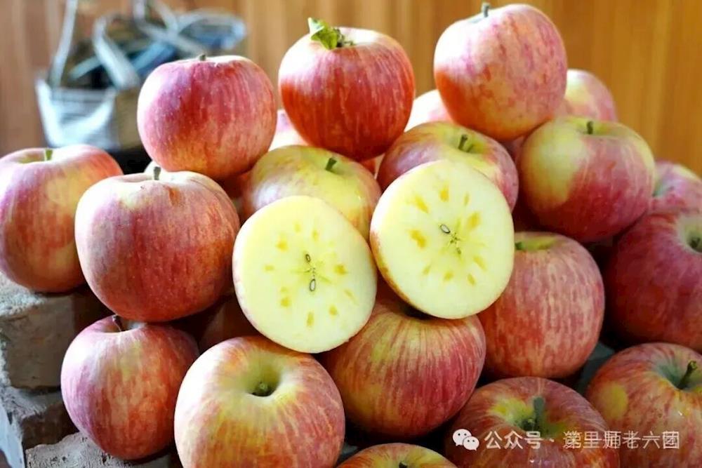 【塔河臻品】十六團老一營百畝蘋果迎來豐收 金秋果園洋溢喜悅 