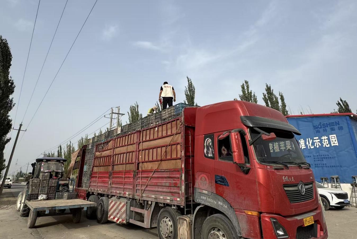 聚天紅果業啟動2025年度優質紅富士冰糖心蘋果集中收購工作
