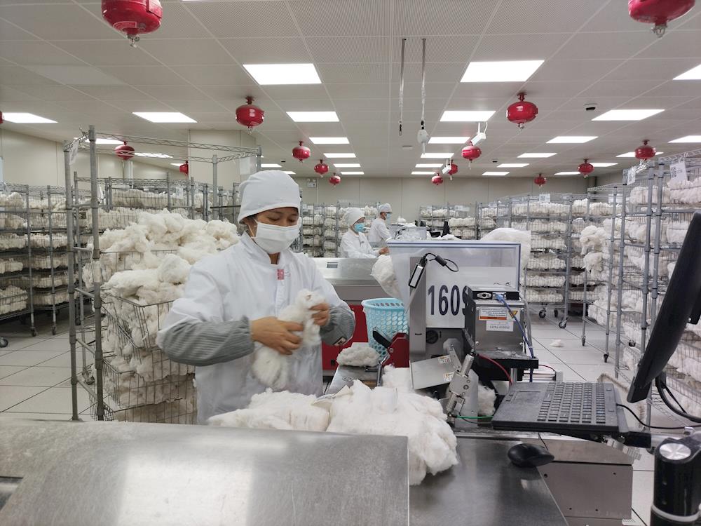 一手抓效率，一手抓相符率 ——中國棉花公證檢驗(yàn)阿拉爾實(shí)驗(yàn)室2025-2026年度 已檢棉花突破30萬噸