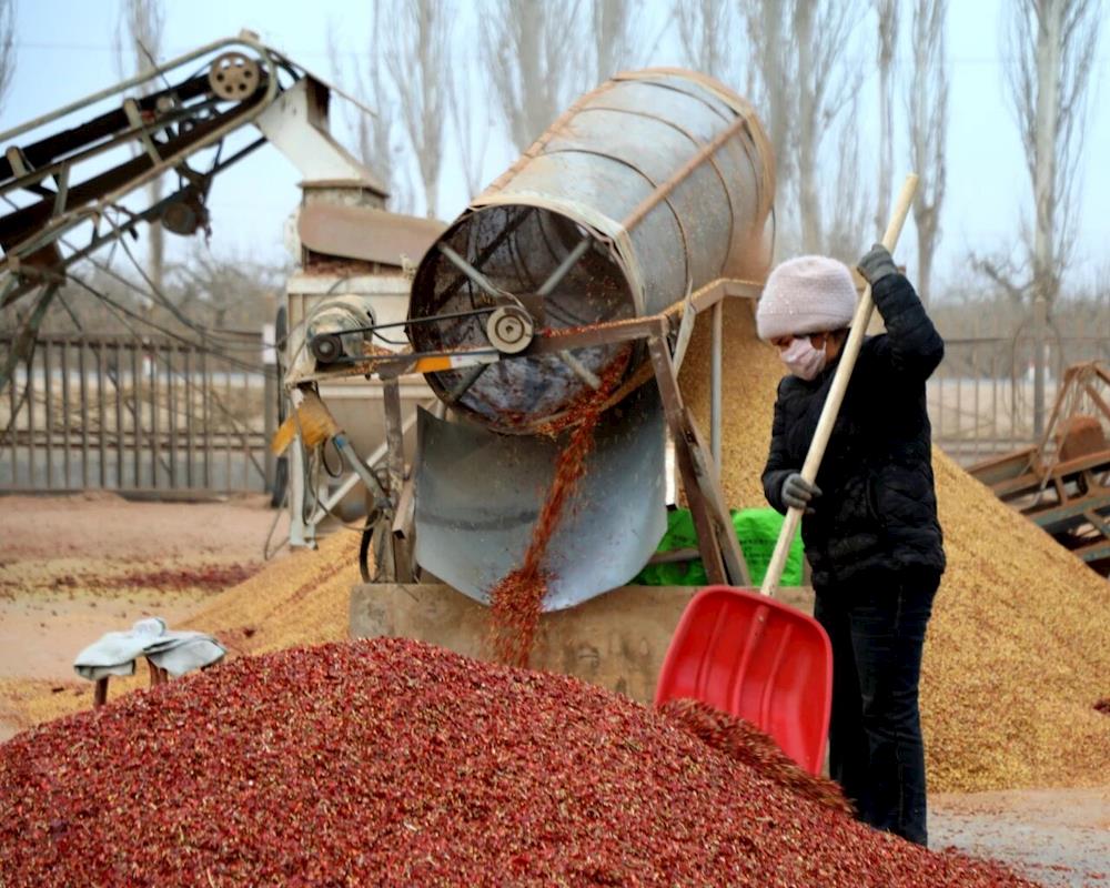 鄉(xiāng)村行·看振興丨十一團(tuán)十連：辣椒加工趕訂單 產(chǎn)業(yè)興旺促增收