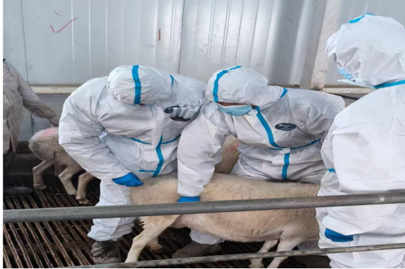 農墾集團達因蘇牧業(yè)：科技賦能良種升級 肉羊產業(yè)振興跑出“加速度”