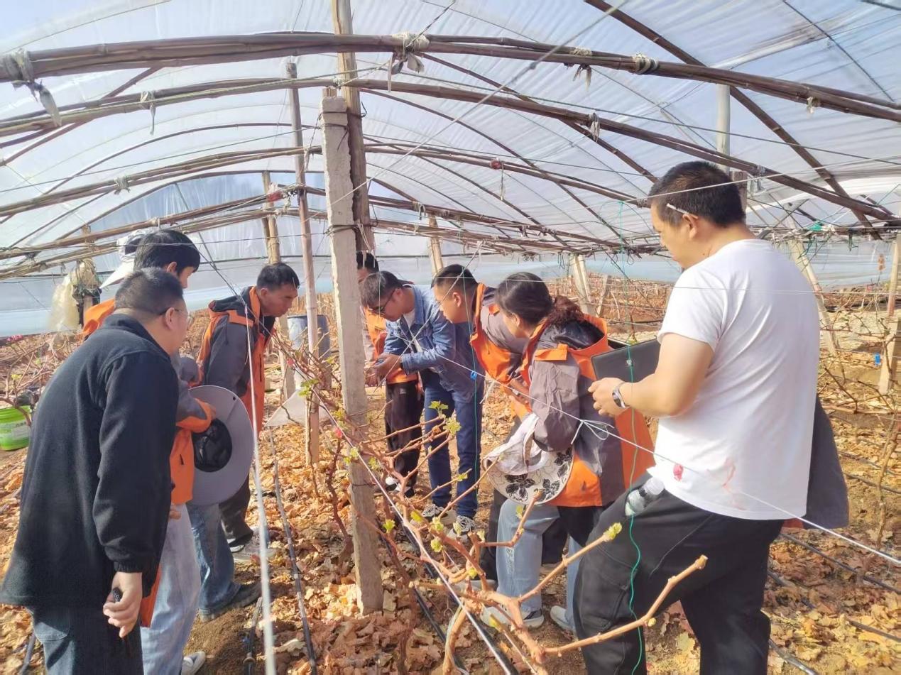 扎根葡萄藤下 賦能產(chǎn)業(yè)未來  均暉公司選派骨干赴云南開展葡萄種植實訓