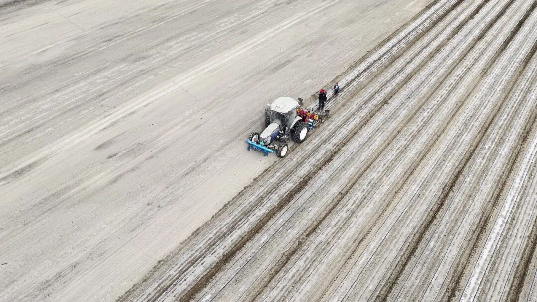 新春走基層丨八團塔門鎮5萬畝孜然陸續開播~