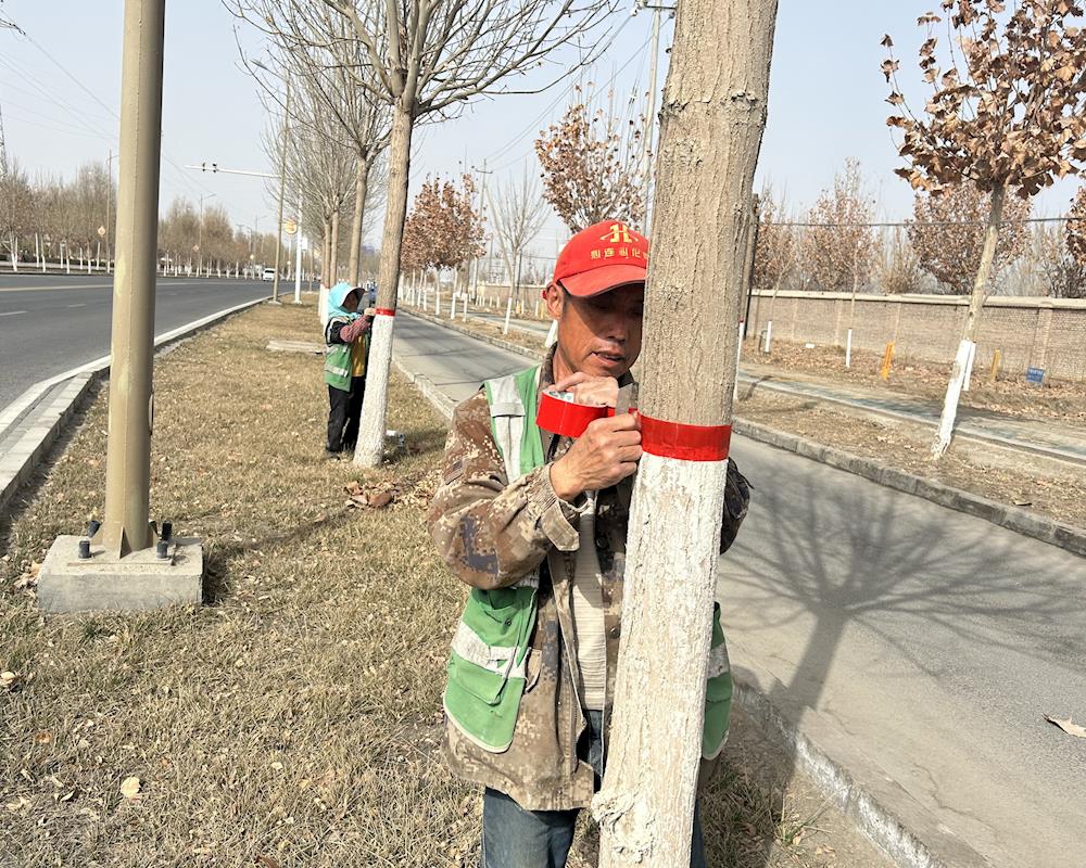 春季園林養護 為樹木穿上“防護衣”
