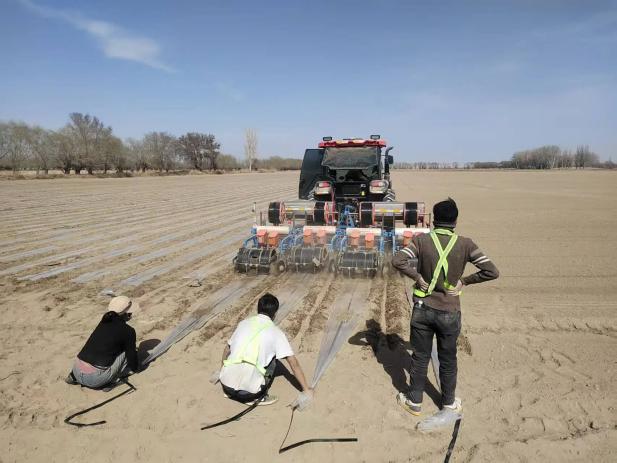 【春耕春播】干播濕出啟新程  小茴香播種繪就增收新畫(huà)卷