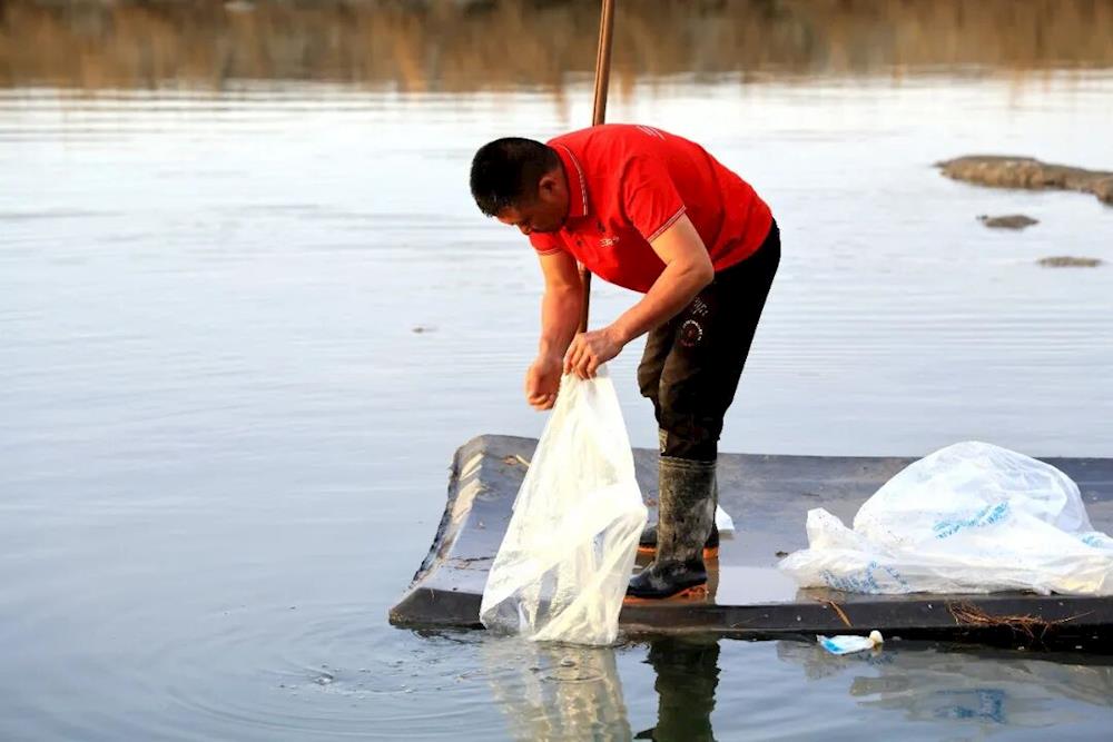 河豚首次“安家”十六團(tuán)新開嶺鎮(zhèn) 鹽堿水“海產(chǎn)疆養(yǎng)”品類再添新成員