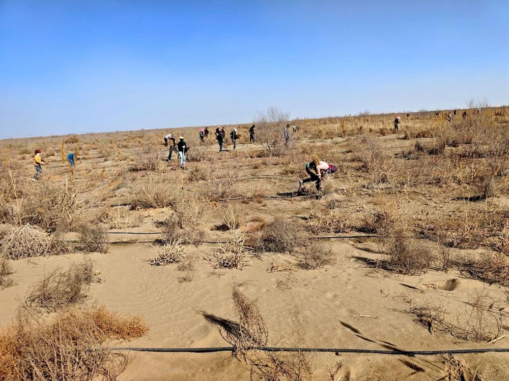 十一團：百萬株苗木扎根荒漠 春季植樹奏響生態“沖鋒號”