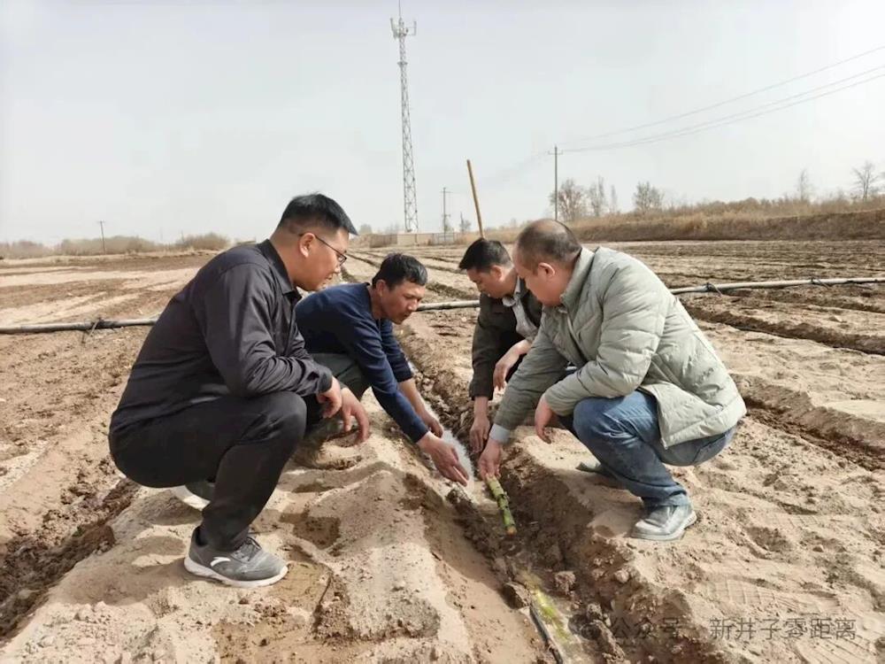 二團二十一連黨支部試種廣西黃皮金翠甘蔗 探索壯大連隊集體經濟新路徑