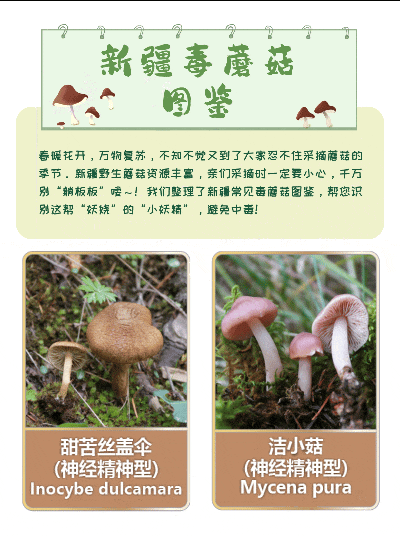 【消費警示】防范野生蘑菇中毒：切忌盲目自信與僥幸心理