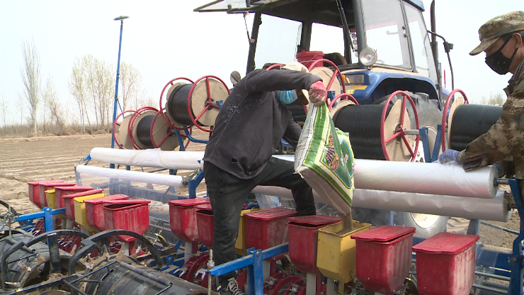 三團多元化種植  推動職工增收