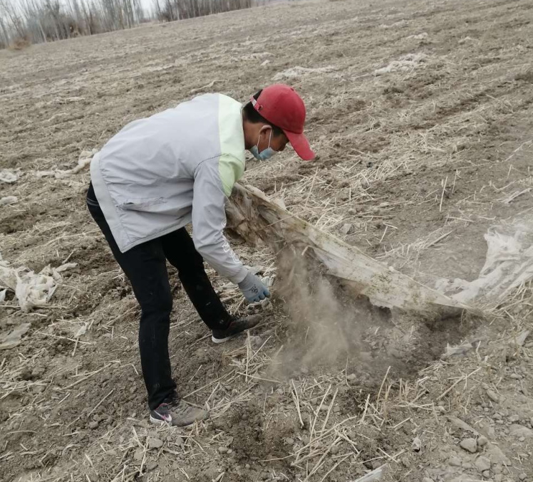 田間地頭撿拾殘膜  爭(zhēng)分奪秒農(nóng)田“排毒”