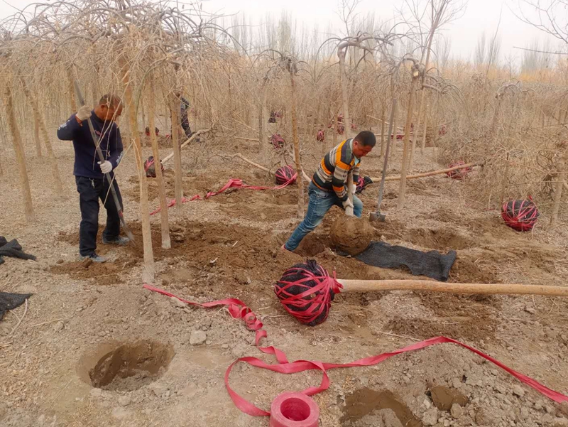 三團300畝苗圃綠化基地為鄉村振興添綠